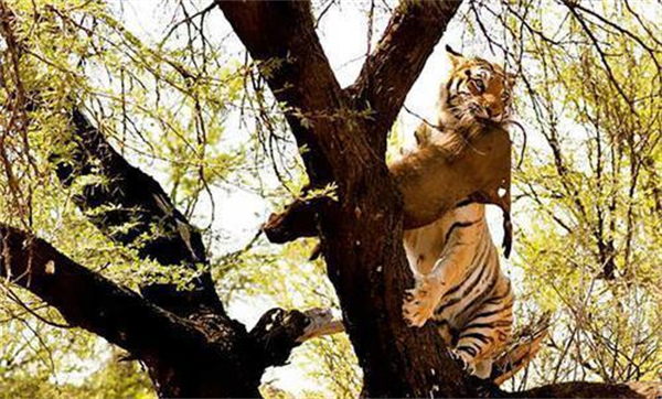 老虎不吃猫真的是因为老虎不会爬树吗 为什么