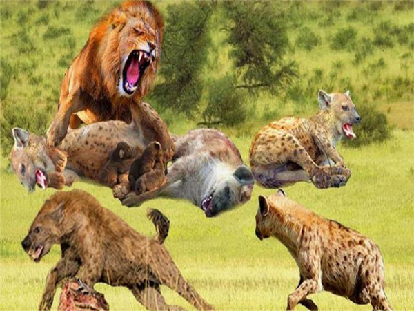 雄狮真的一眼就能认出“鬣狗女王”并杀死吗？为什么？