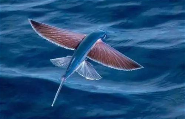 靠飞活了两亿多年的飞鱼有没有天敌 为什么