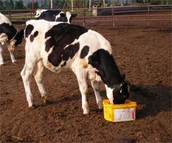 尿素竟然能喂牛 这到底是什么原因