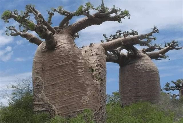 为什么自然界绝大多数树的树枝树干都是以圆柱体的形状生长