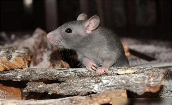 老鼠体型很小 为什么能让多数人感到害怕