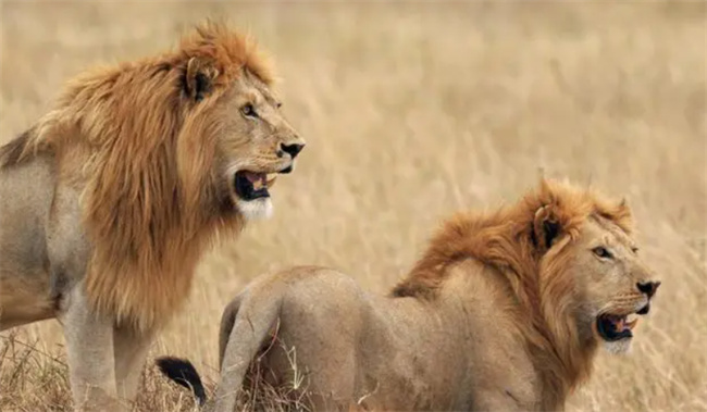 雄狮会与自己的雌性后代近亲繁殖吗 为什么