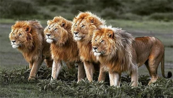 如果狮子像其他猫科动物一样独居会发生什么 为什么