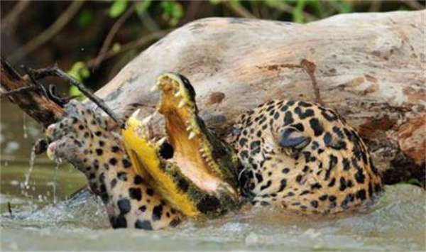 美洲豹能吃鳄鱼  换成猎豹还能捕杀鳄鱼吗  为什么
