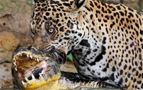 美洲豹能吃鳄鱼  换成猎豹还能捕杀鳄鱼吗  为什么