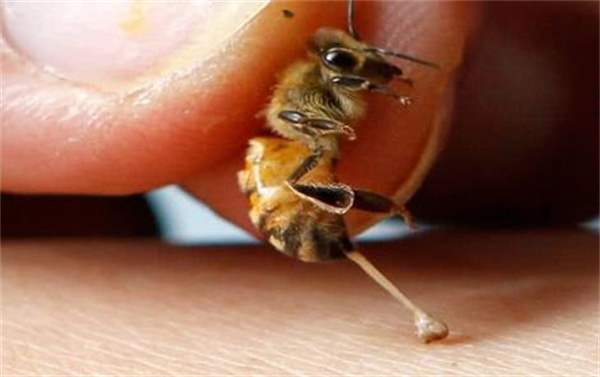 蜜蜂蜇人后 为什么会死亡  这种机制对蜜蜂真的有利吗