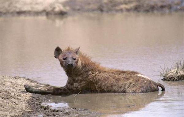 鬣狗能不能咬穿河马的皮 为什么