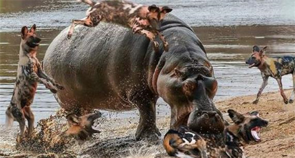 鬣狗能不能咬穿河马的皮 为什么