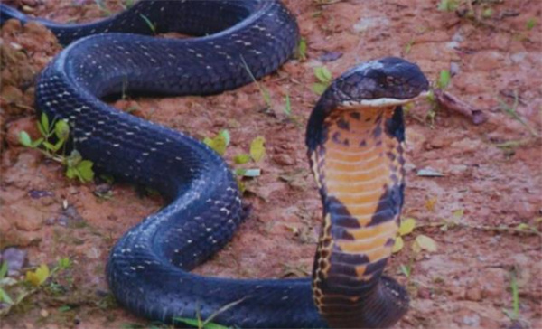 眼镜王蛇会不会咬到自己的舌头把自己毒死 为什么