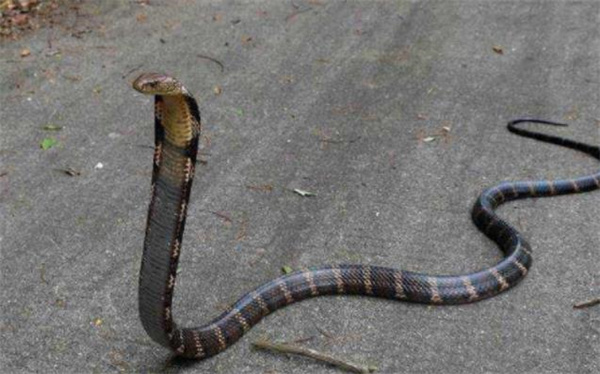 眼镜王蛇会不会咬到自己的舌头把自己毒死 为什么