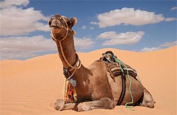 有人说“沙漠中迷路 喝骆驼血能保命”是真的吗 为什么