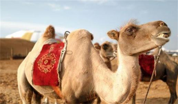 有人说“沙漠中迷路 喝骆驼血能保命”是真的吗 为什么