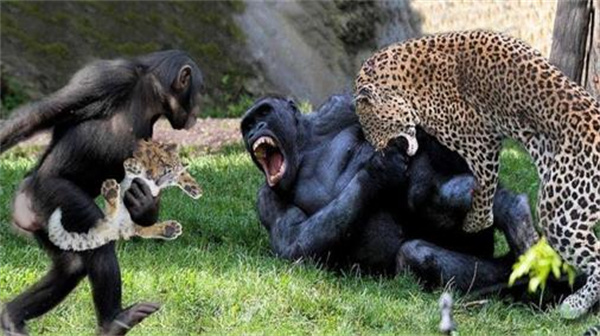 银背大猩猩能打过美洲豹吗 为什么