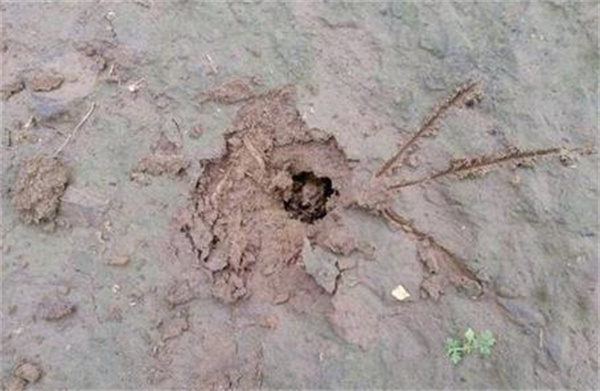 蚂蚁会不会进入地下的洞里把知了猴吃掉 为什么