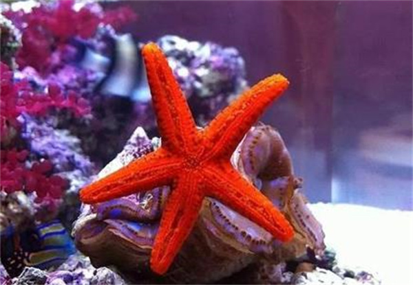 海星为什么被称为“海底蝗虫”