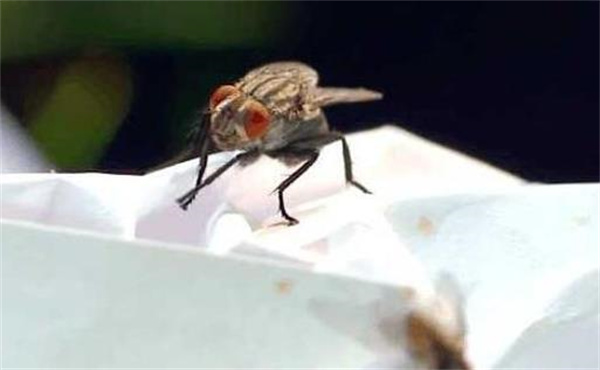 把苍蝇关起来不提供水和食物 几天能把它饿死 为什么