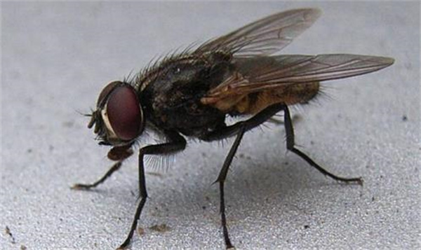把苍蝇关起来不提供水和食物 几天能把它饿死 为什么