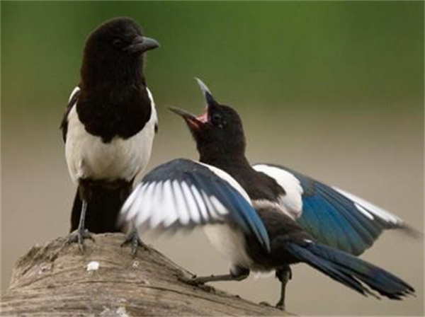 为什么很少有人吃喜鹊和燕子 它们有何特性