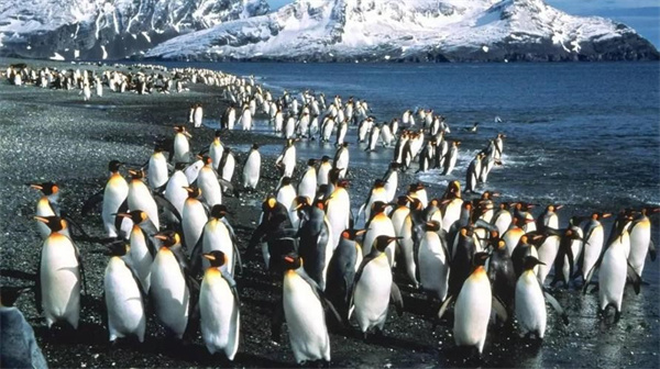 企鹅的祖先会飞  为什么它们没有迁徙到北极