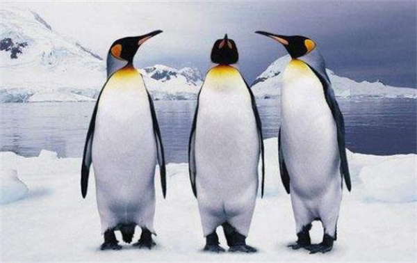 企鹅的祖先会飞  为什么它们没有迁徙到北极