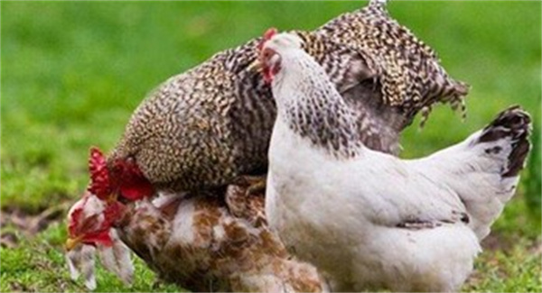 为什么我们很少看到鸡的繁殖行为  鸡是如何繁殖的