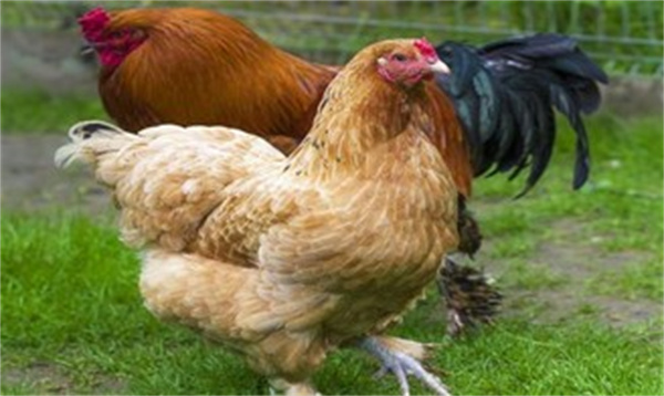 为什么我们很少看到鸡的繁殖行为  鸡是如何繁殖的