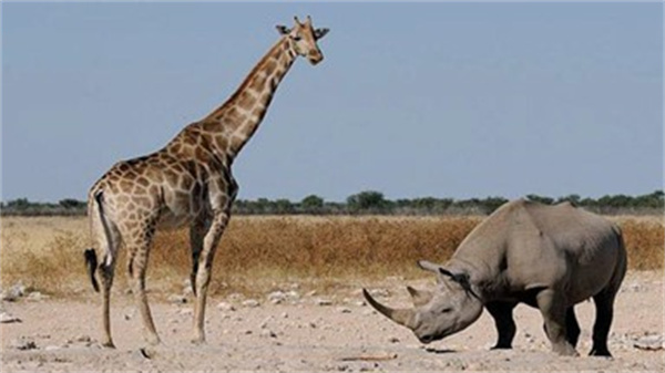 犀牛能打过长颈鹿吗为什么