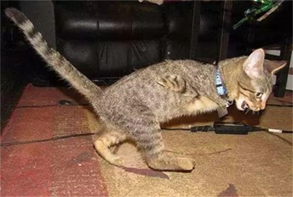 体型一样大的情况下猫能不能打过霸王龙为什么