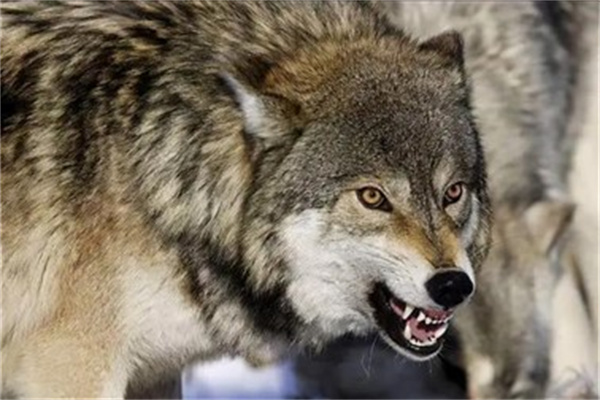 如今安徽境内还有没有野生狼为什么