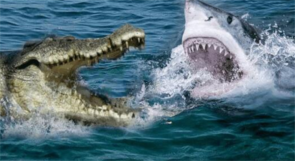 湾鳄和大白鲨谁更厉害为什么