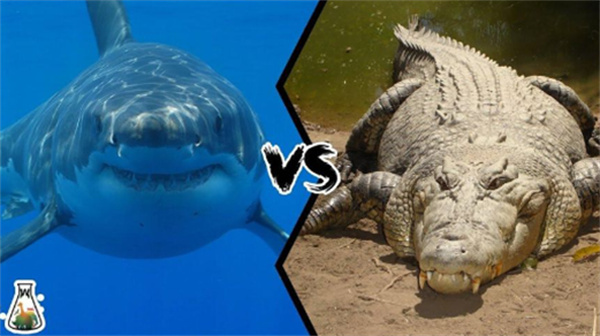 湾鳄和大白鲨谁更厉害为什么
