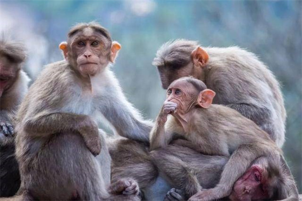 为什么猴群过着类似父系社会 人类先祖却先进入母系社会