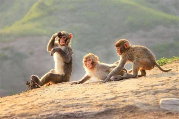 为什么猴群过着类似父系社会 人类先祖却先进入母系社会