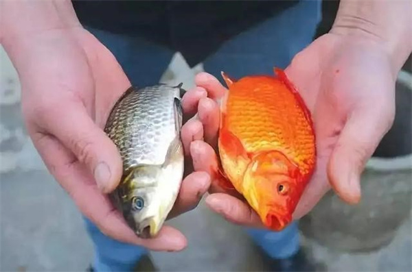 金鱼和鲫鱼放到一起可以自然杂交吗为什么