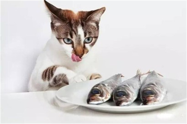 有的猫不吃鱼这到底正不正常为什么