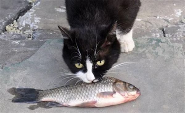 有的猫不吃鱼这到底正不正常为什么