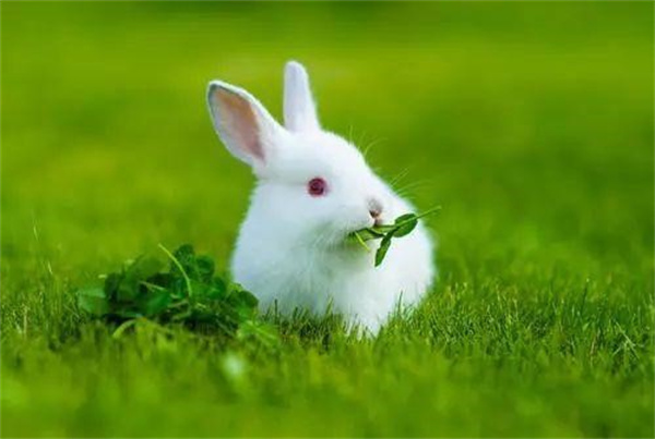 兔子真的不吃窝边草吗为什么