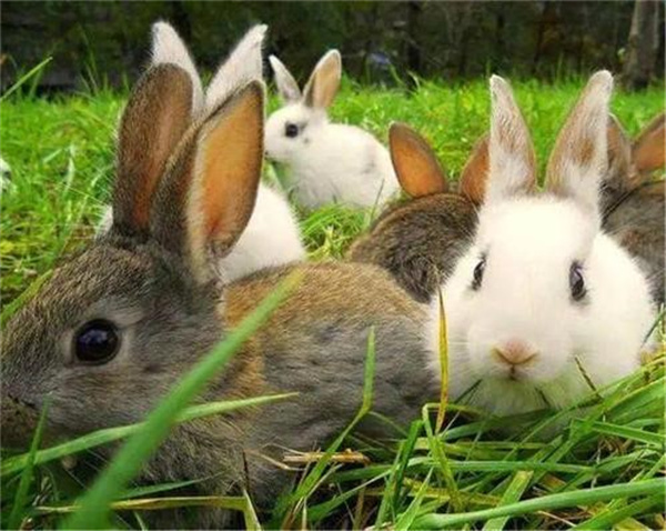 兔子真的不吃窝边草吗为什么