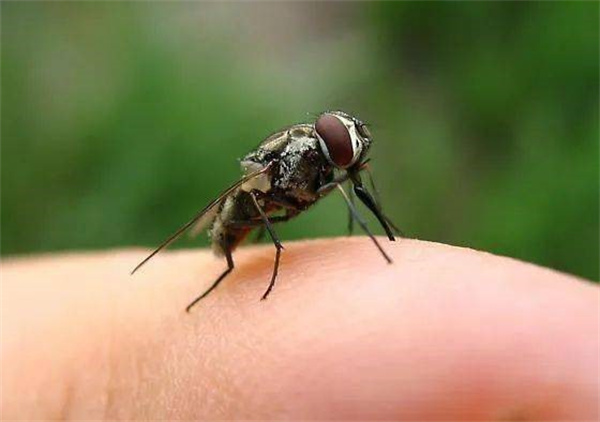 为什么用双手很容易拍死蚊子却拍不死体型更大的苍蝇