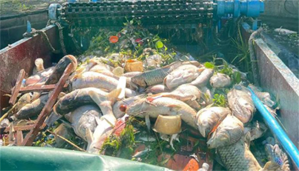 放生变杀生上海苏州河频现死鱼究竟是为什么