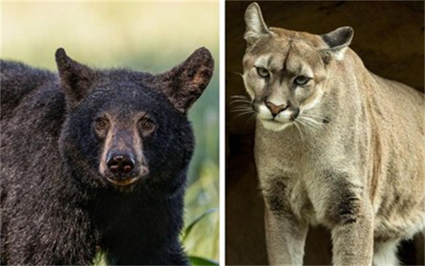 美洲狮美洲豹和美洲黑熊谁更厉害为什么