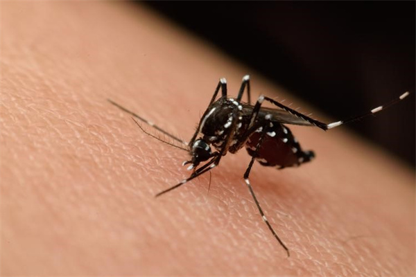 驱蚊液对人体有害吗 驱蚊液哪个牌子效果好