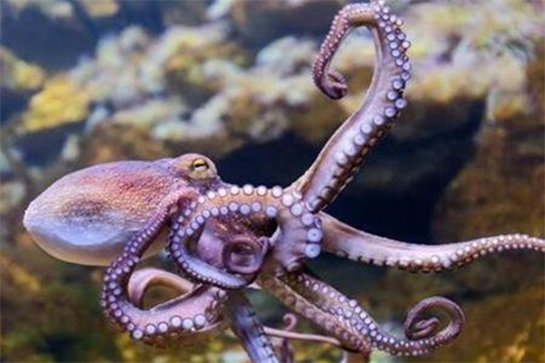 章鱼这种聪明的动物到底会不会做梦为什么