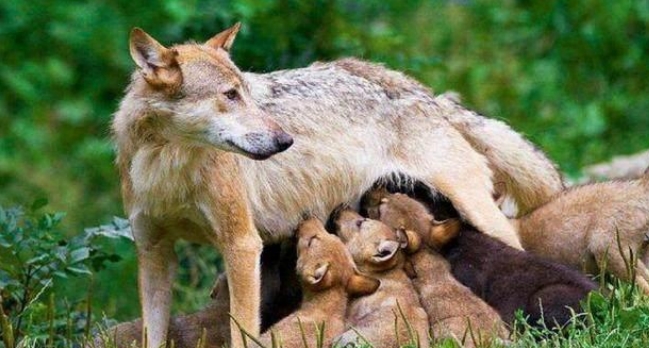 母狼遇到人类婴儿真的会抚养长大而不是吃掉吗 为什么 