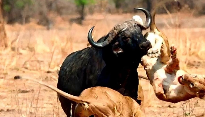 经验丰富的斗牛士能不能单挑一头非洲野牛 为什么 