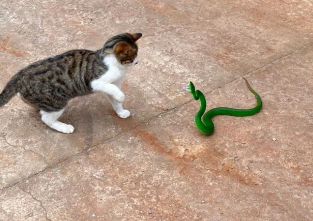 让人惧怕不已的毒蛇 猫为什么不但不怕还主动捕杀 