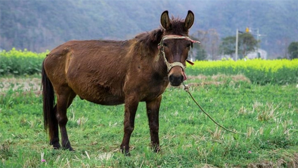 能不能用基因技术让驴和马杂交的骡子拥有繁殖能力  为什么