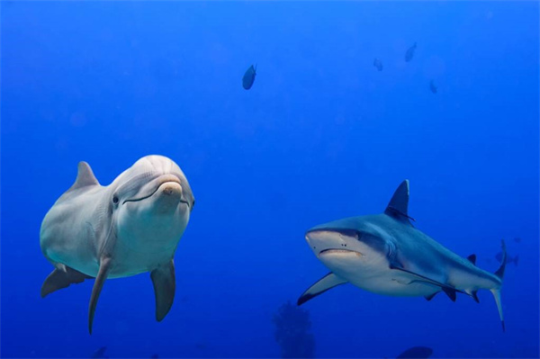 鲨鱼真的害怕海豚吗为什么