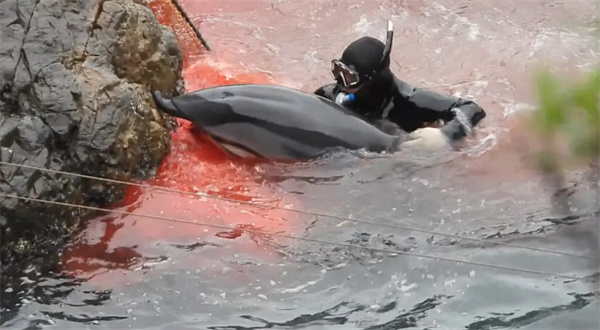 日本海豚连续袭击人类已有至少10人受伤究竟是为什么